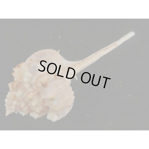 画像3: ヒメサツマツブリ 近似??? 桃色深海淡色型 (3)