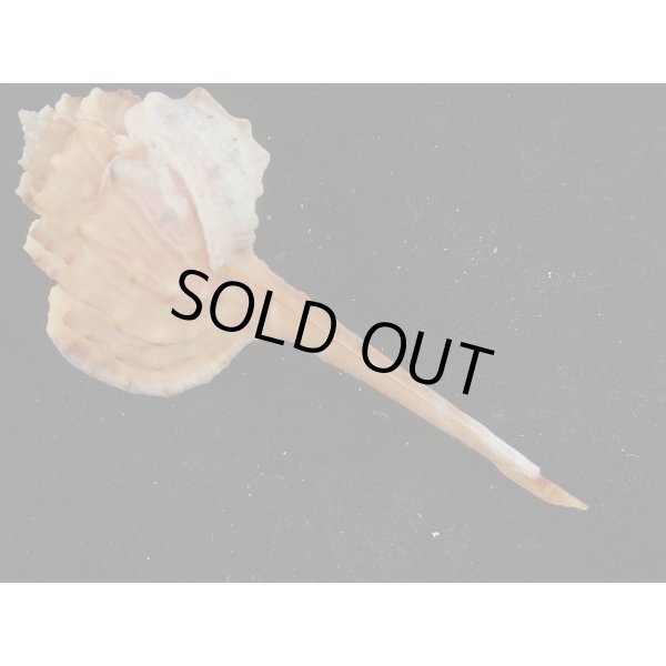 画像2: ヒメサツマツブリ 近似??? 桃色深海淡色型 (2)