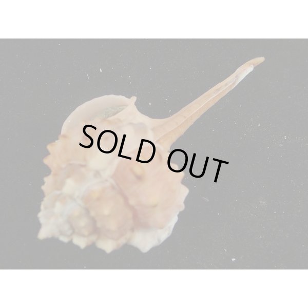 画像3: ヒメサツマツブリ 近似??? 桃色深海淡色型 (3)