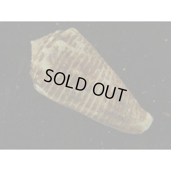 画像2: ハナカゴイモ (2)