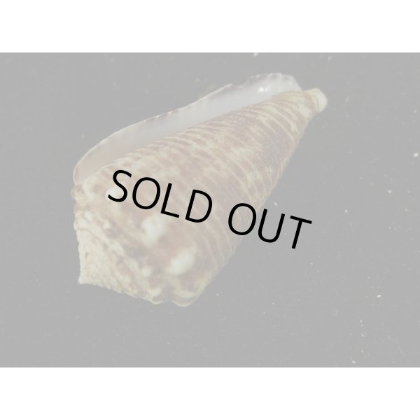 画像3: ハナカゴイモ (3)