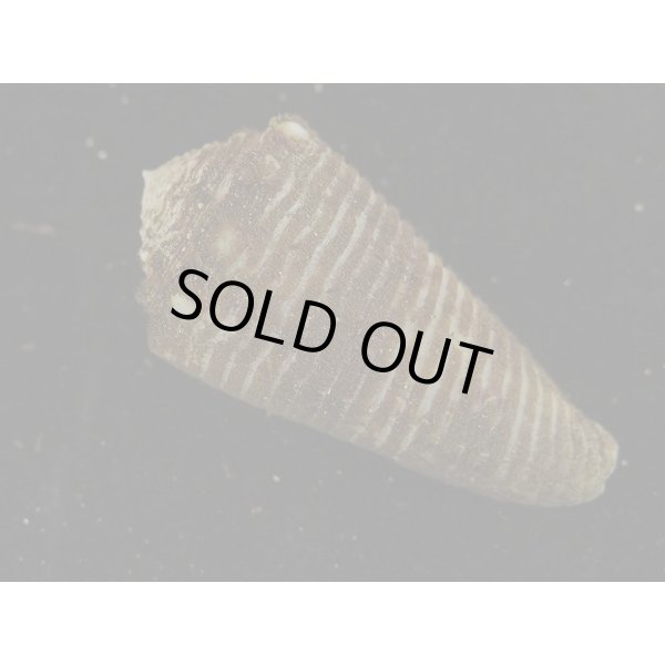 画像2: ハナカゴイモ (2)