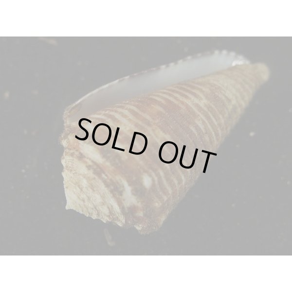 画像3: ハナカゴイモ (3)