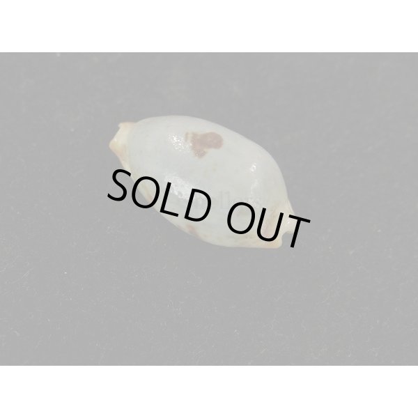 画像2: ストリダ　クラビコラ　グッド２nd (2)