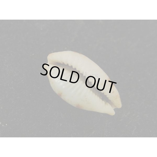 画像3: ストリダ　クラビコラ　グッド２nd (3)