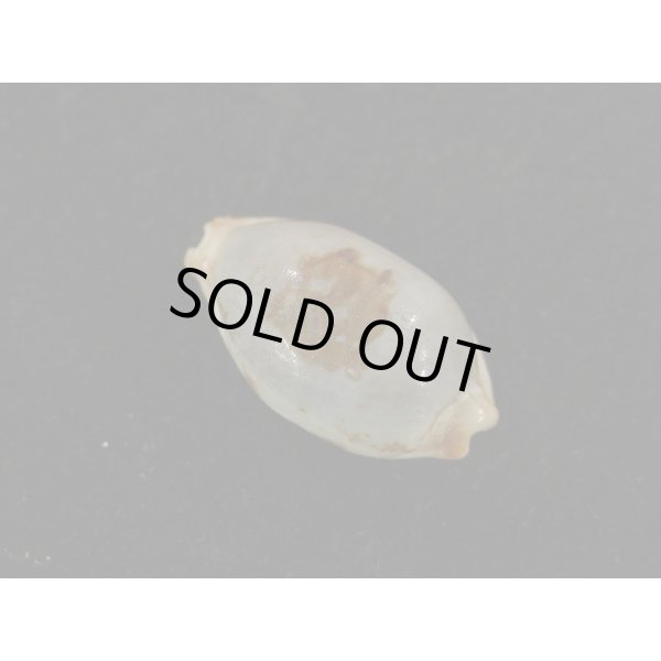 画像2: ストリダ クラビコラ グッド2nd (2)