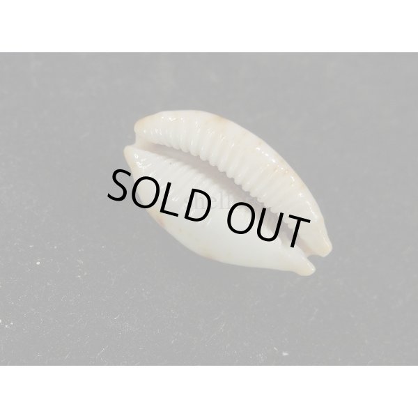 画像3: ストリダ クラビコラ グッド2nd (3)