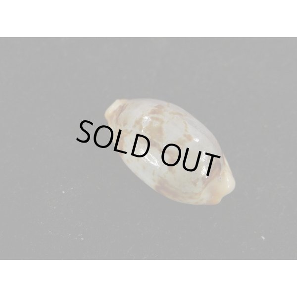 画像2: ストリダ クラビコラ グッド2nd (2)