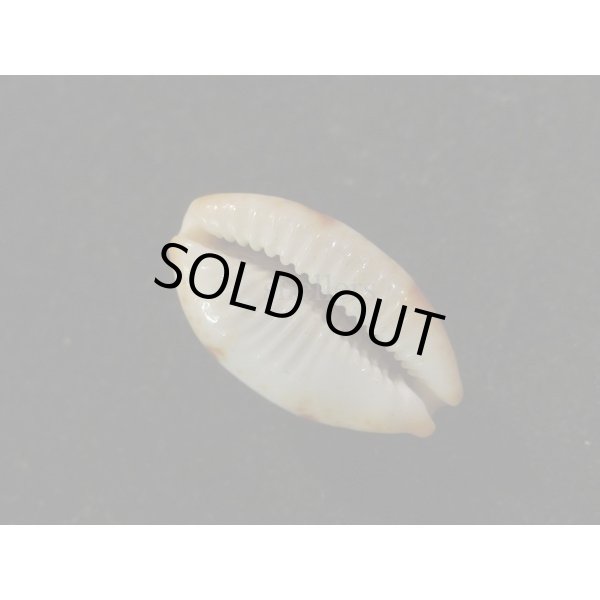 画像3: ストリダ クラビコラ グッド2nd (3)