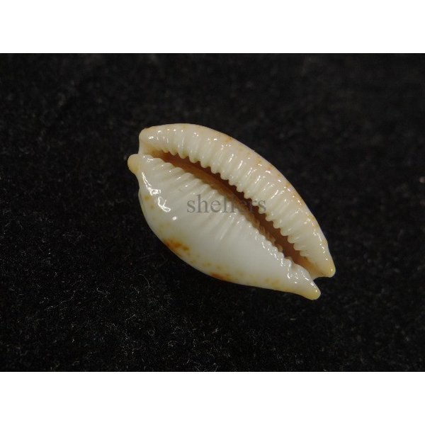 画像3: ストリダ クラビコラ グッド2nd (3)