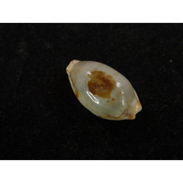 画像2: ストリダ クラビコラ グッド2nd (2)