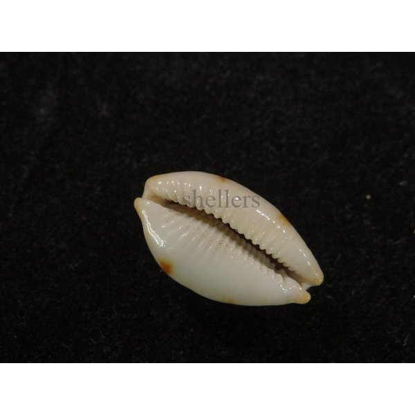 画像3: ストリダ クラビコラ グッド2nd (3)