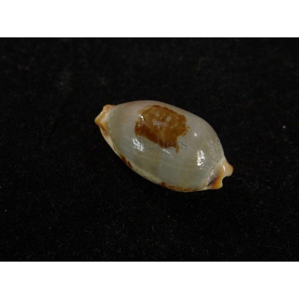 画像2: ストリダ クラビコラ グッド2nd (2)