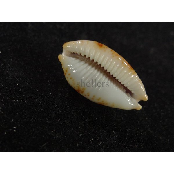 画像3: ストリダ クラビコラ グッド2nd (3)