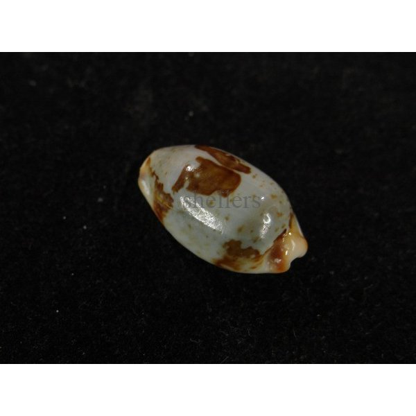 画像2: ストリダ クラビコラ (2)