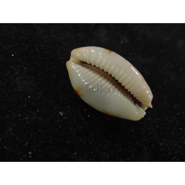 画像3: ストリダ クラビコラ (3)