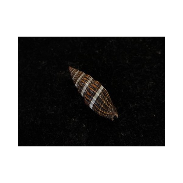 画像2: エビチャフデ 近似 (2)