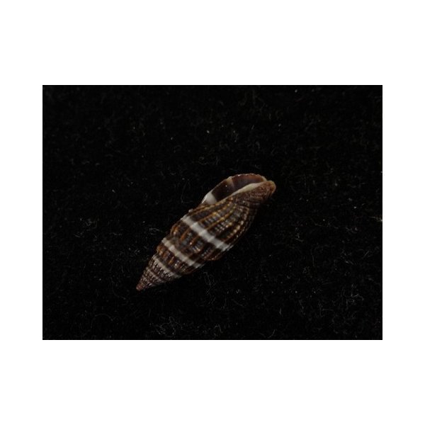 画像3: エビチャフデ 近似 (3)