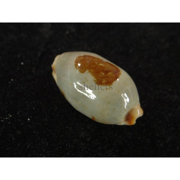 画像2: ストリダ クラビコラ (2)