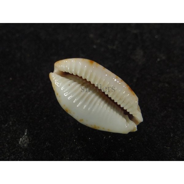 画像3: ストリダ クラビコラ (3)