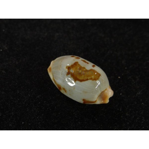 画像2: ストリダ クラビコラ (2)