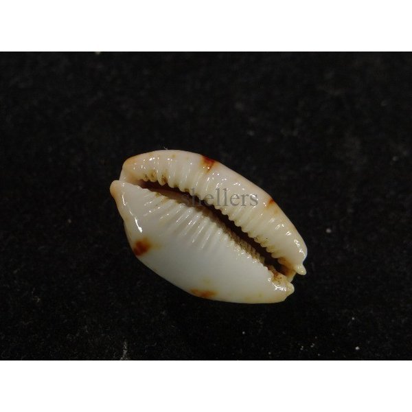 画像3: ストリダ クラビコラ (3)