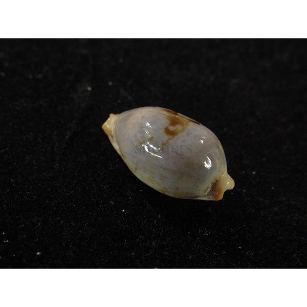 画像2: ストリダ クラビコラ (2)