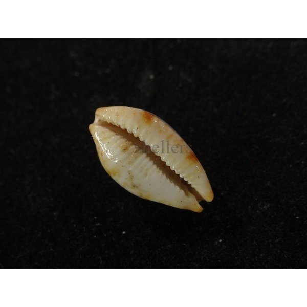 画像3: ストリダ クラビコラ (3)