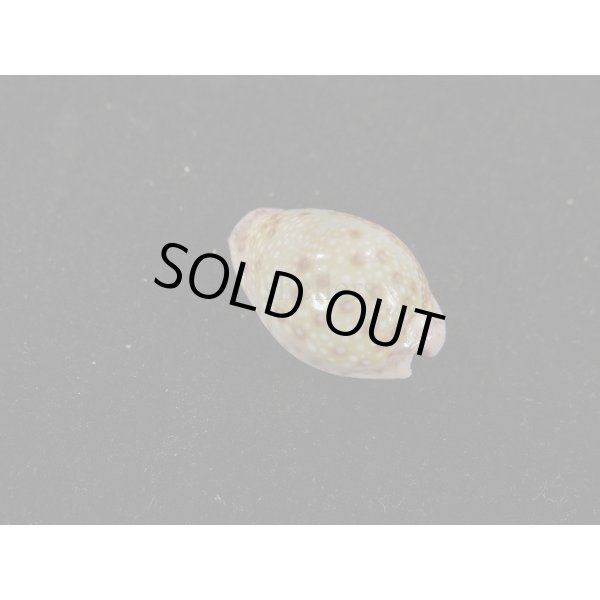 画像2: アフリカダカラ (2)