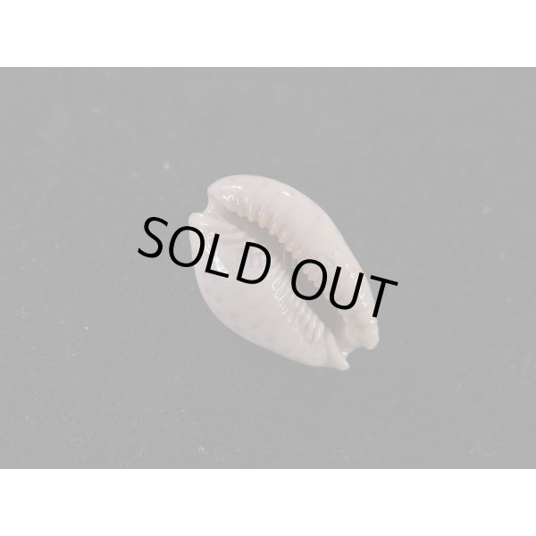 画像3: アフリカダカラ (3)