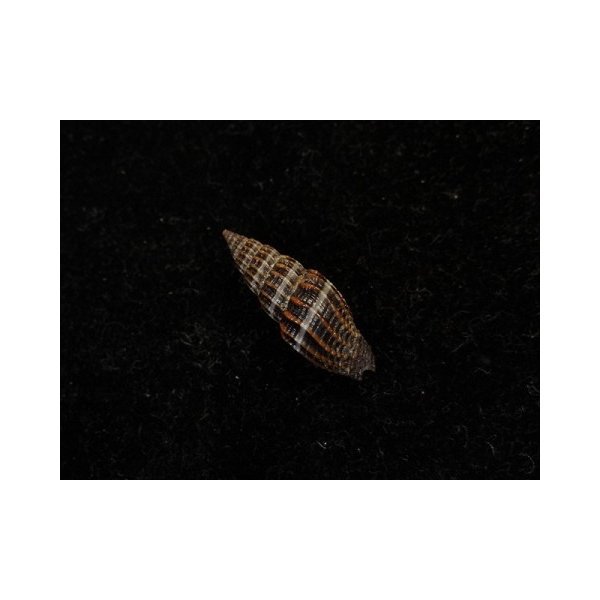 画像2: エビチャフデ 近似 (2)