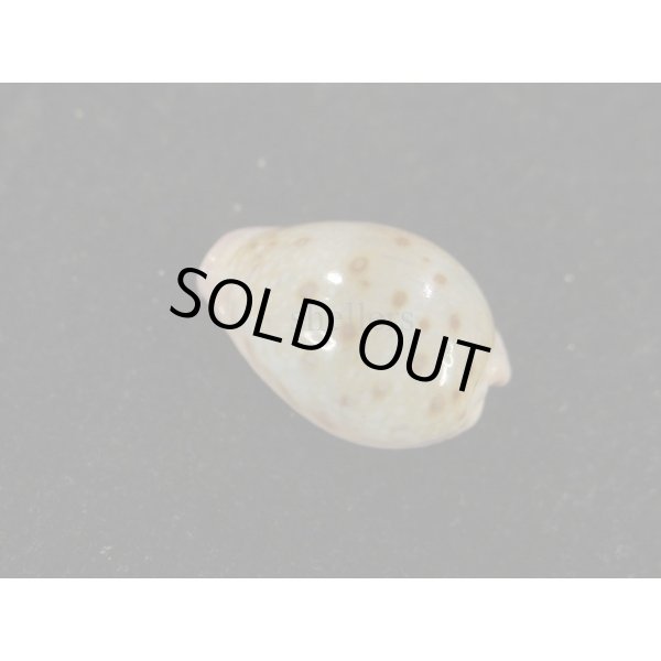 画像2: アフリカダカラ (2)