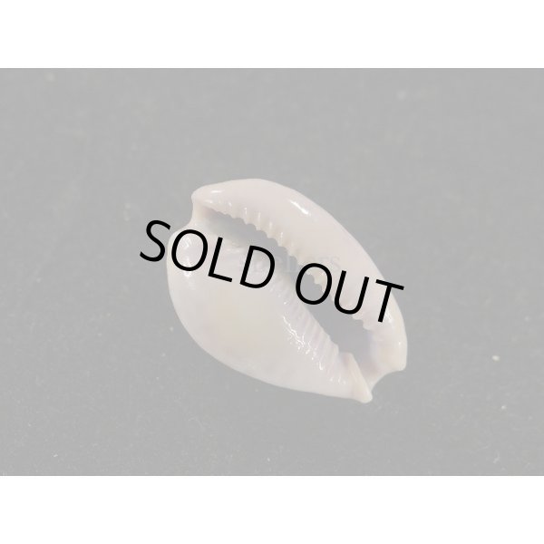 画像3: アフリカダカラ (3)