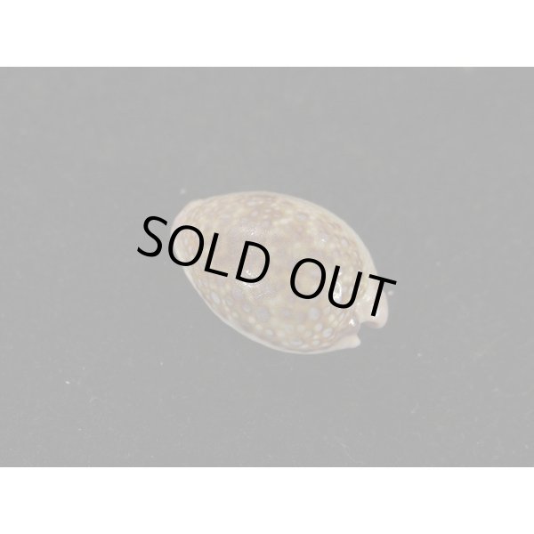 画像2: アフリカダカラ (2)