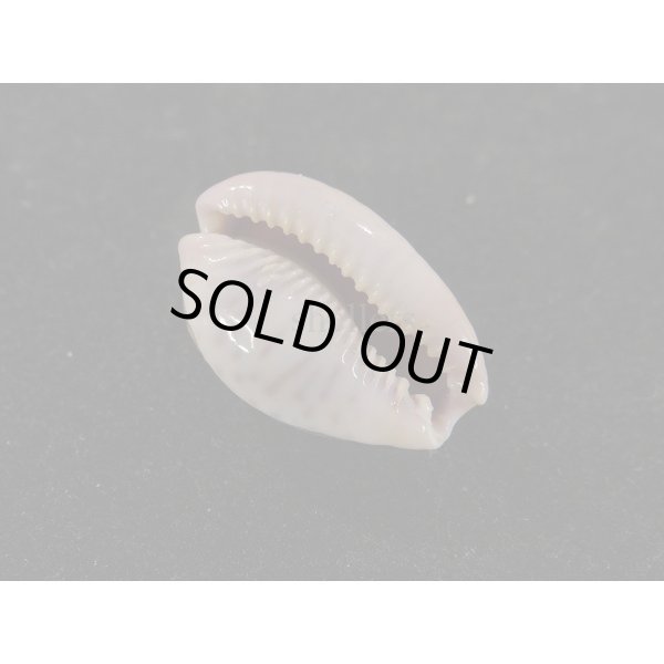 画像3: アフリカダカラ (3)