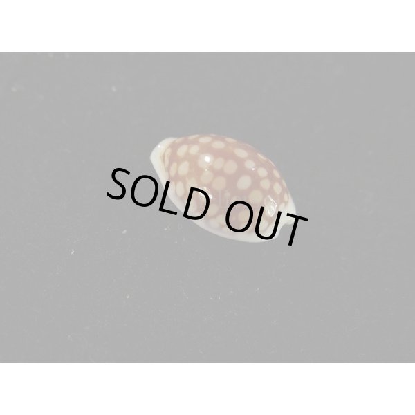 画像2: トゥリアラカノコダカラ (2)