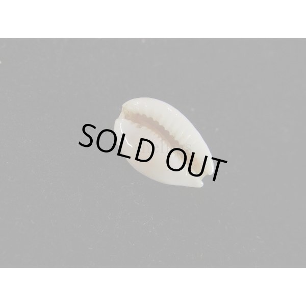 画像3: トゥリアラカノコダカラ (3)