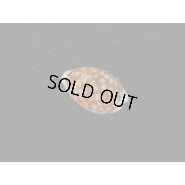 画像2: トゥリアラカノコダカラ (2)