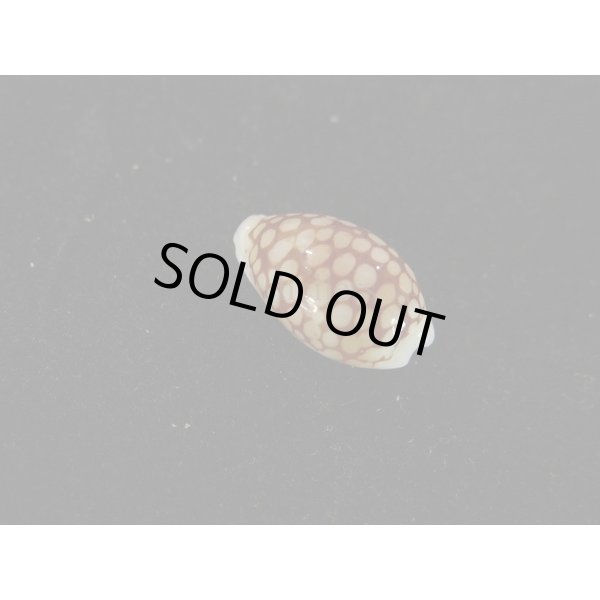 画像2: トゥリアラカノコダカラ (2)