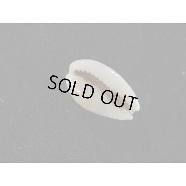 画像3: トゥリアラカノコダカラ (3)