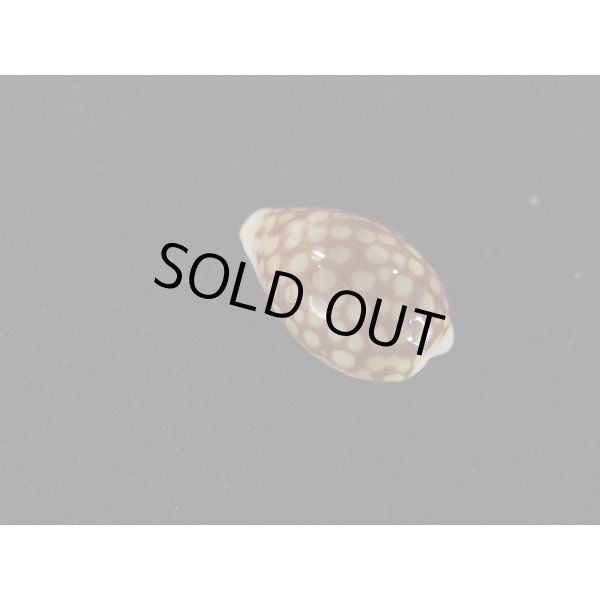 画像2: トゥリアラカノコダカラ 大 (2)