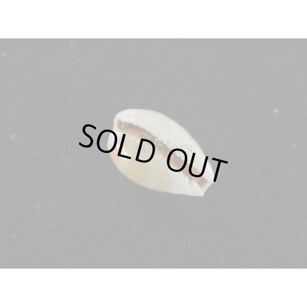 画像3: トゥリアラカノコダカラ 大 (3)