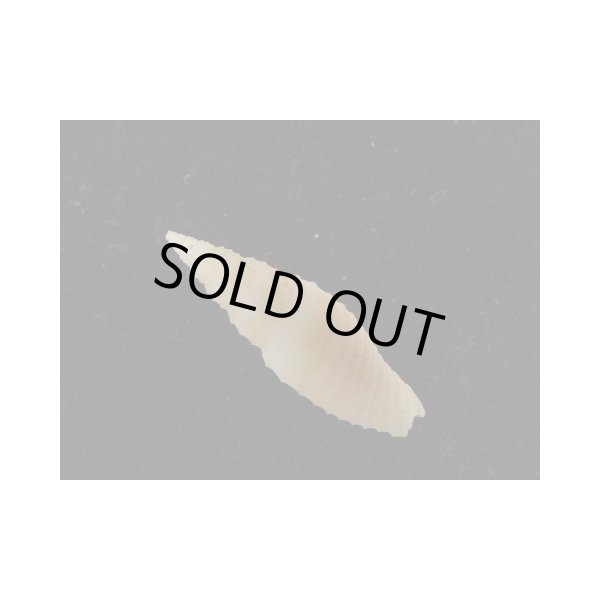 画像2: アサイトマキフデ (2)