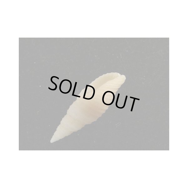 画像3: アサイトマキフデ (3)