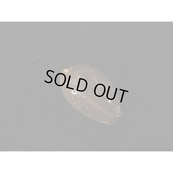 画像1: ノランサメダカラ (1)