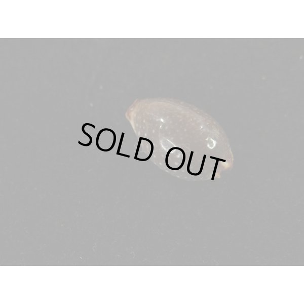 画像2: ノランサメダカラ (2)