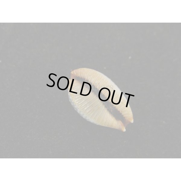 画像3: ノランサメダカラ (3)