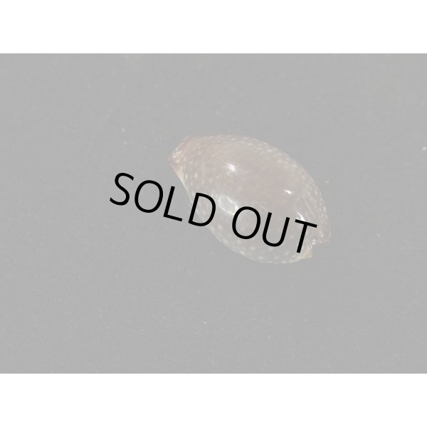 画像2: ノランサメダカラ (2)