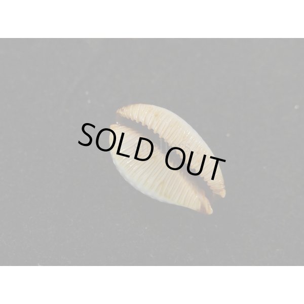 画像3: ノランサメダカラ (3)