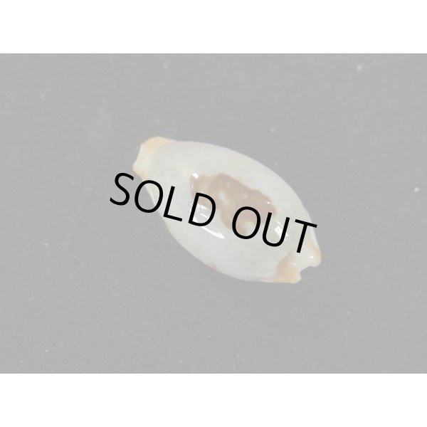 画像2: ソラリエンシス (2)